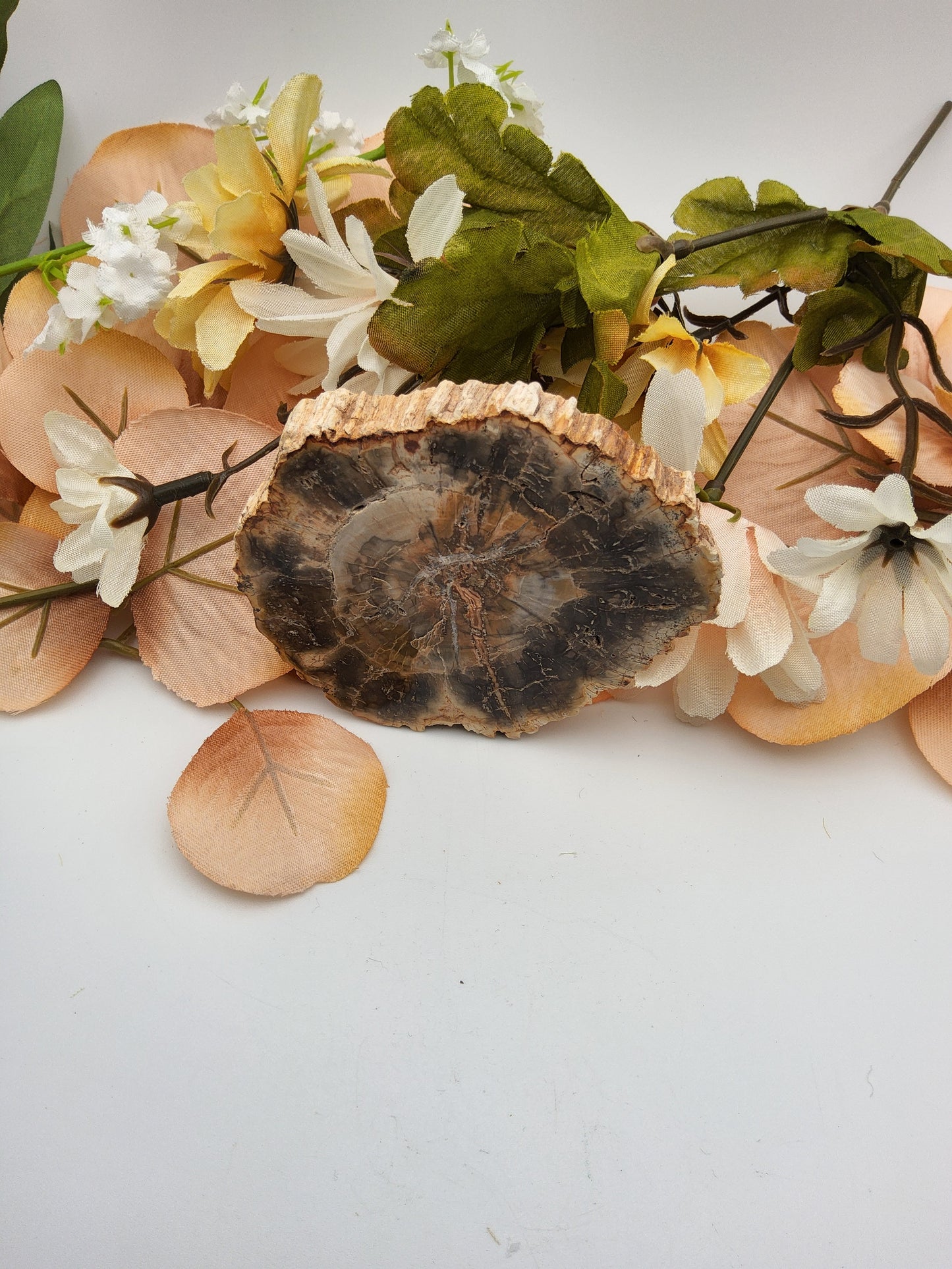 Petrified Wood Slab