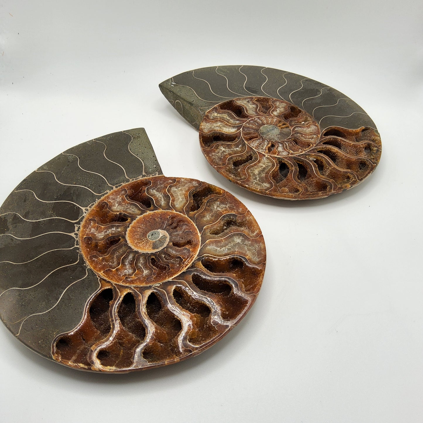 Ammonite Pair