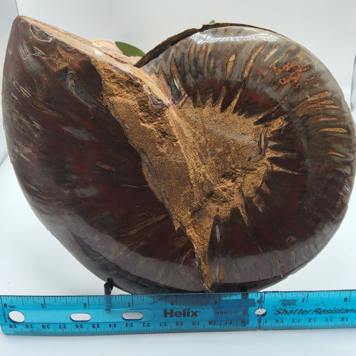 Ammonite pair With Stand