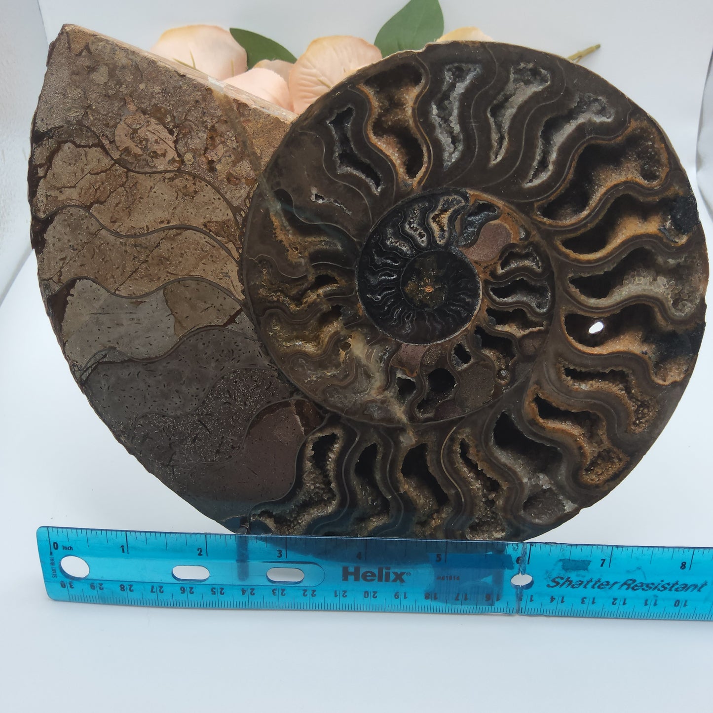 Ammonite pair With Stand